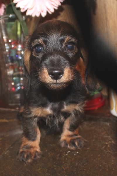 Miniature Wirehair Dachshund Puppies Miniature Wirehair Dachshund Puppies