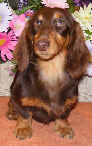 chocolate long haired miniature dachshund