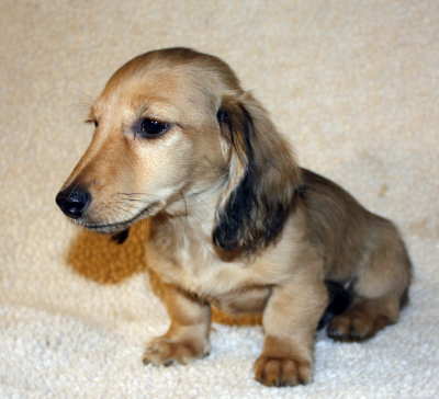 black and cream dachshund