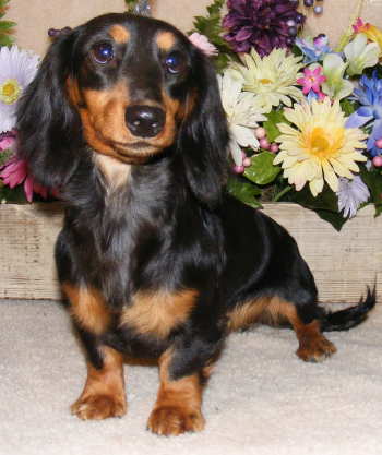 Black and tan wirehair piebald