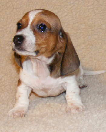 piebald mini dachshund for sale