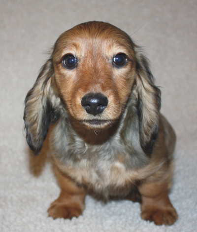 miniature dachshund puppies missouri miniature dachshund puppies weatherly s dachshunds akc longhair dachshund puppies miniature dachshund puppies missouri miniature dachshund puppies weatherly s dachshunds akc longhair dachshund puppies