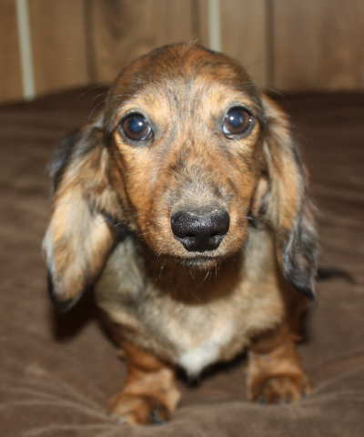 miniature dachshund puppies missouri miniature dachshund puppies weatherly s dachshunds akc longhair dachshund puppies miniature dachshund puppies missouri miniature dachshund puppies weatherly s dachshunds akc longhair dachshund puppies