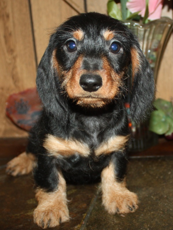miniature dachshund puppies missouri miniature wirehair dachshund puppies miniature dachshund puppies missouri miniature wirehair dachshund puppies