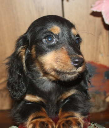 miniature dachshund puppies missouri miniature dachshund puppies weatherly s dachshunds akc longhair dachshund puppies miniature dachshund puppies missouri miniature dachshund puppies weatherly s dachshunds akc longhair dachshund puppies