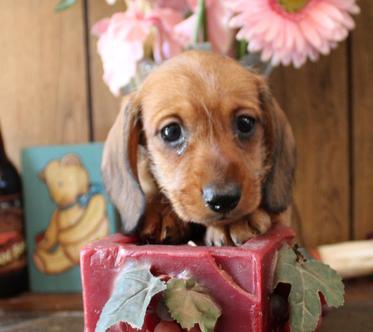 stop biting spray for dogs