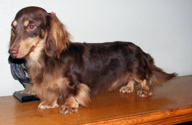 chocolate long haired miniature dachshund