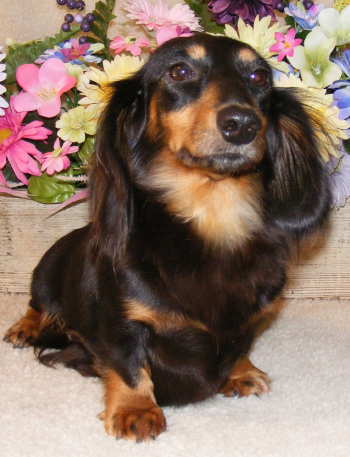 long haired dachshund puppies. photos on webshots. Our