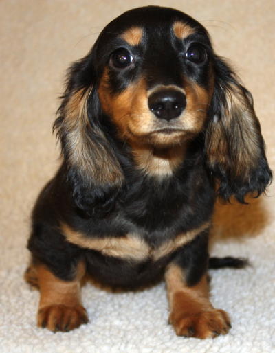 miniature black and tan dachshund. girlfriend MINIATURE BLACK amp; TAN miniature black and tan dachshund.