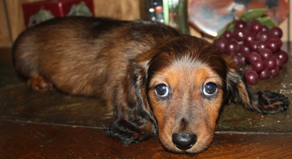 dachshund puppies kansas dachshund adoption kansas city dogs our friends photo dachshund puppies kansas dachshund adoption kansas city dogs our friends photo