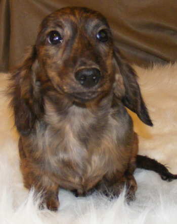 brindle dachshund long hair